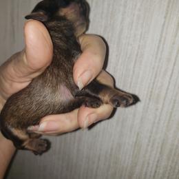 Sady - Red female Brussels Griffon puppy in Nc, Florida from Brusseluv2