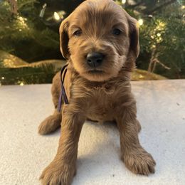 Zuzu - Red  female Goldendoodle puppy in Goshen, Ohio from Land of Goshen Doodles
