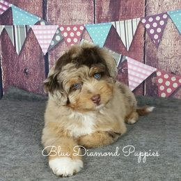 Cavapoo and Aussiedoodle Puppies from Blue Diamond Puppies