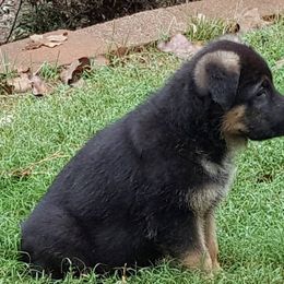 German Shepherd Puppies from Sevilla German Shepherds
