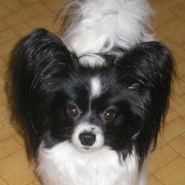 Kia - Papillon
