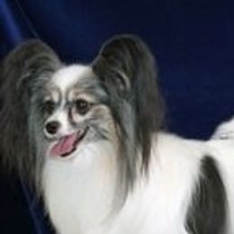 Artemis - Papillon