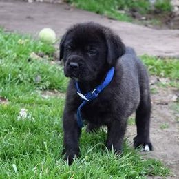 Mastiff Puppies from Mastiffs of Middle Earth