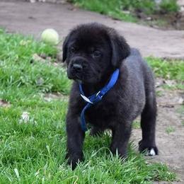 Mastiff Puppies from Mastiffs of Middle Earth