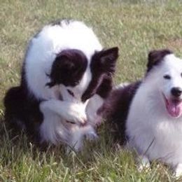Border Collie All Grown Up from Bon-Clyde Border Collies