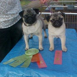 Pug All Grown Up from Snuggle Pugs