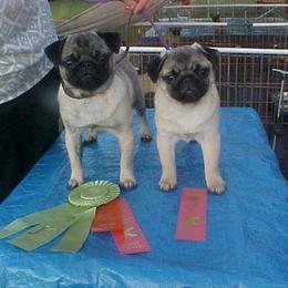 Pug All Grown Up from Snuggle Pugs