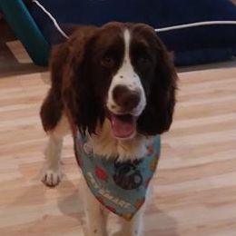 Tucker - English Springer Spaniel