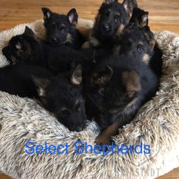 German Shepherd Puppies from Select Shepherds