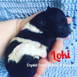 Poodle Puppies from Crystal Creek Standard Poodles