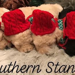 Poodle Puppies from Southern Standards Standard Poodles