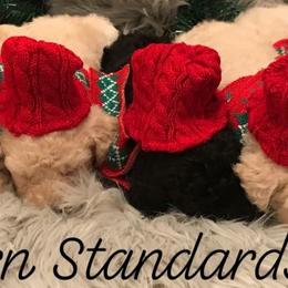 Poodle Puppies from Southern Standards Standard Poodles