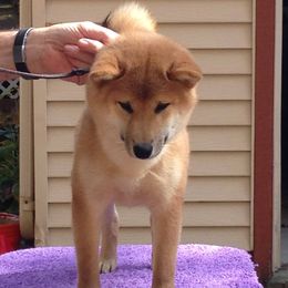 CH Morningstar Star-Lord Son Of Shishigen Aka Kolo CA (Call name Star-Lord) - Shiba Inu
