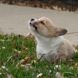 Pembroke Welsh Corgi Puppies from Half Hitch Corgis