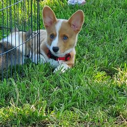 Pembroke Welsh Corgi Puppies from AJ'S Country Corgi's