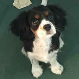 Cavalier King Charles Spaniel Puppies from Hotchkiss Cavaliers