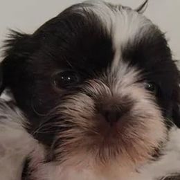 Shih Tzu Puppies from Jensen's Lil House of Demons