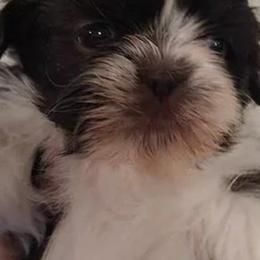 Shih Tzu Puppies from Jensen's Lil House of Demons