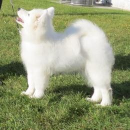 Samoyed Puppies from SnoFox Samoyeds