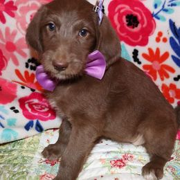 Labradoodle Puppies from Renee Cornish