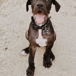 Great Dane Puppies from Dynamic Danes