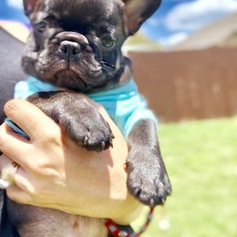 French Bulldog Puppies from Bouledogue Royal