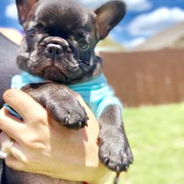 French Bulldog Puppies from Bouledogue Royal