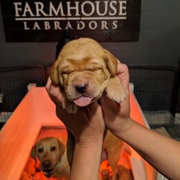 Labrador Retriever Puppies from Farmhouse Labradors