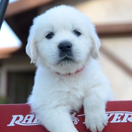 Golden Retriever Puppies from Benjamin Irving Goldens