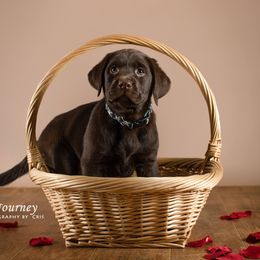 "Griff, c.2019" Labrador Retriever Puppies from Arctic Texan Labradors