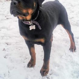 Rottweiler Puppies from Rose Red Rottweilers
