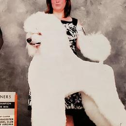 Versace - Poodle