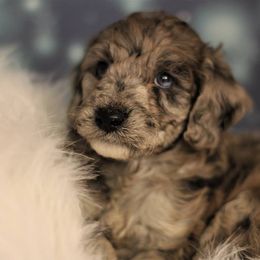 Goldendoodle Puppies from Ouachita Gold Diggers