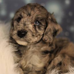 Goldendoodle Puppies from Ouachita Gold Diggers