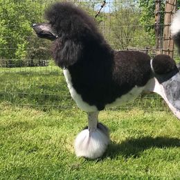 Romeo - Poodle