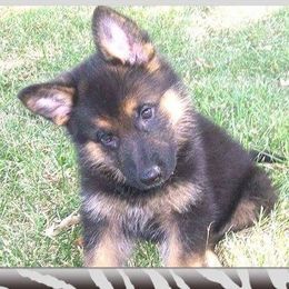 German Shepherd Puppies from Darkwing GSD