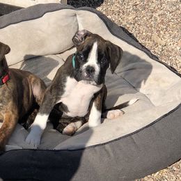 Boxer Puppies from Boxnen Boxers