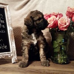 Shichon and Aussiedoodle Puppies from PTK Ranch