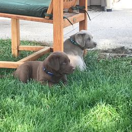 Labrador Retriever Puppies from McKay Creek Labs