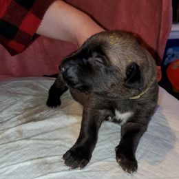 Irish Wolfhound Puppies from Earthsong kennel
