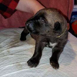 Irish Wolfhound Puppies from Earthsong kennel