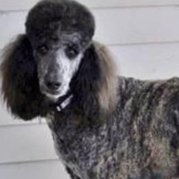 Standard Poodle adult dog