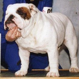 Bulldog All Grown Up from Mouser Bulldogs