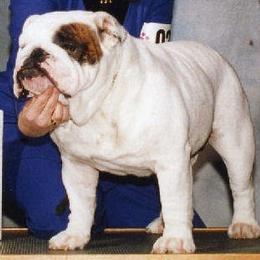Bulldog All Grown Up from Mouser Bulldogs