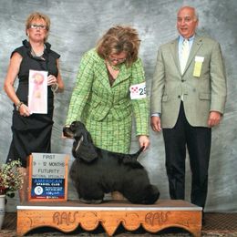 Adam - Cocker Spaniel