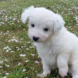 Cavapoo and Aussiedoodle Puppies from Blue Diamond Puppies