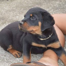 Rottweiler Puppies from Brooks Rottweilers