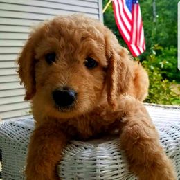 Goldendoodle Puppies from Wisconsin Doodle Dog (of La Crosse)
