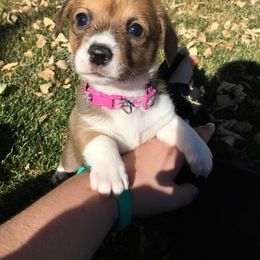 Pembroke Welsh Corgi Puppies from Walkabout's Pembroke Corgi's