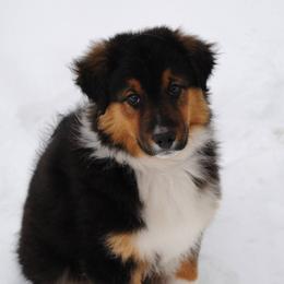 Australian Shepherd Puppies from Platinum Edition
